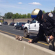 Illustration for article titled California Cops Save Tiny Adorable Chihuahua From Certain Highway Doom